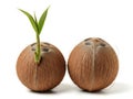 Two coconuts, one sprouting isolated on white background Royalty Free Stock Photo