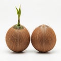 Two coconuts, one sprouting isolated on white background Royalty Free Stock Photo
