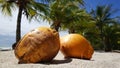 Two coconuts and palmtrees Royalty Free Stock Photo
