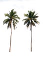 Coconuts tree on a white background with clipping path. Royalty Free Stock Photo