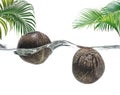 Coconuts floating in the tropical sea on a background of palm branches Royalty Free Stock Photo