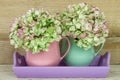 Two coffee mugs filled with hydrangea Royalty Free Stock Photo