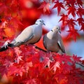 two collared doves, AI generated Royalty Free Stock Photo