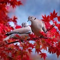 two collared doves, AI generated Royalty Free Stock Photo