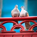 collared doves, AI generated Royalty Free Stock Photo