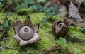 Two Collared earthstar,Geastrum triplex