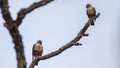 Two Collared Falconets on Tree Branch Royalty Free Stock Photo