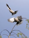 Two collared pigeons fly off a birch branch and spread their wings. Royalty Free Stock Photo