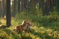 Two Collies exploring a forest meadow Royalty Free Stock Photo