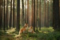 Two Collies exploring a forest trail Royalty Free Stock Photo