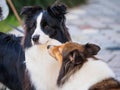 Two collies playing outside, shetland sheepdog smelling at border sheepdog, looks like asking for a kiss while black dog looks in