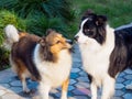 Two collies playing outside, shetland sheepdog smelling at border sheepdog, looks like asking for a kiss while black dog looks in