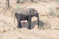 A two-color african elephant