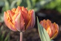 Two color barked beautiful spring orange, red and yellow double flower tulip in bloom, covered with morning dew in sunlight Royalty Free Stock Photo