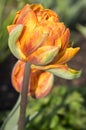 Two color barked beautiful spring orange, red and yellow double flower tulip in bloom, covered with morning dew in sunlight Royalty Free Stock Photo