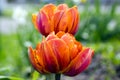 Pair of color barked beautiful spring orange, red and yellow double flower tulips in bloom in sunlight Royalty Free Stock Photo