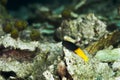 A two color combtooth blenny