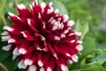 Two-color Dahlia Hummingbird Flower - Duet closeup on a green background