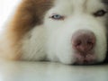Two-Color Eyes of Siberian Husky Lying down Royalty Free Stock Photo