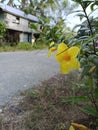 yellow allamanda flowers by the roadside Royalty Free Stock Photo