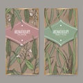 Two color labels with Acorus calamus or sweet flag and Alpinia galanga or greater galangal sketch on vintage background.