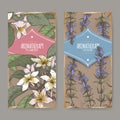 Two color labels with Plumeria rubra aka Frangipani and Hyssopus officinalis aka hyssop sketch on vintage background.