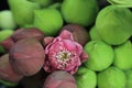 Two color lotus bud flowers with folded petals for buddhism offerings Royalty Free Stock Photo