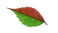 Two color macro dryed leaf with vine