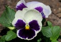 Two-color original Pansy flowers. Viola x wittrockiana.