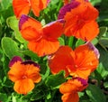 Two-color original Pansy flowers. Viola x wittrockiana.