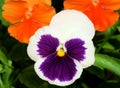 Two color original Pansy flowers. Viola x wittrockiana.