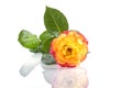 A two color rose next to other flowers isolated Royalty Free Stock Photo