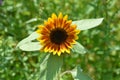 Two Color Sunflower