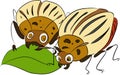 Two Colorado potato beetles eat leaf