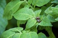 Colorado potato beetles mating on the leaves of green potatoes