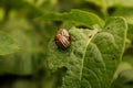 Two Colorado potato beetles on potato tops, close-up Royalty Free Stock Photo