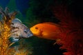 Two colored aquarium fish swim among the colored algae.