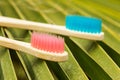 Two colored bamboo wood thoothbrushes on a palm tree leaf Royalty Free Stock Photo