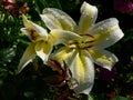 Two-colored beautiful lily after the rain