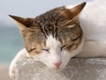 Two colored cat resting on cement block,