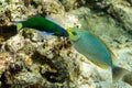 Two colored fish and jellyfish over the seabed Royalty Free Stock Photo