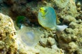 Two colored fish and jellyfish over the seabed Royalty Free Stock Photo