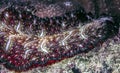 Two-colored flatworm, Pseudoceros bicolor