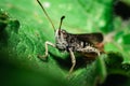 The two-colored grasshopper Royalty Free Stock Photo