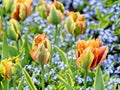 Two colored green-yellow tulips Royalty Free Stock Photo