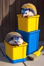 Two colored hedgehogs are trying to get out of yellow boxes.