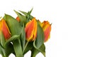 Two-colored orange and yellow \'Tulipa Flair\' tulip on side of white background Royalty Free Stock Photo