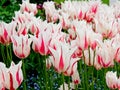 Two-colored Red-white tulips Royalty Free Stock Photo