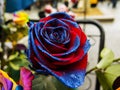 Two colored rose