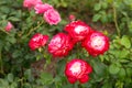 Two-colored roses on a bush in the garden Royalty Free Stock Photo